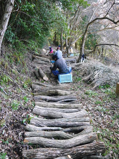 原木しいたけ コマ打ち作業2016(前編)_a0254656_19222130.jpg