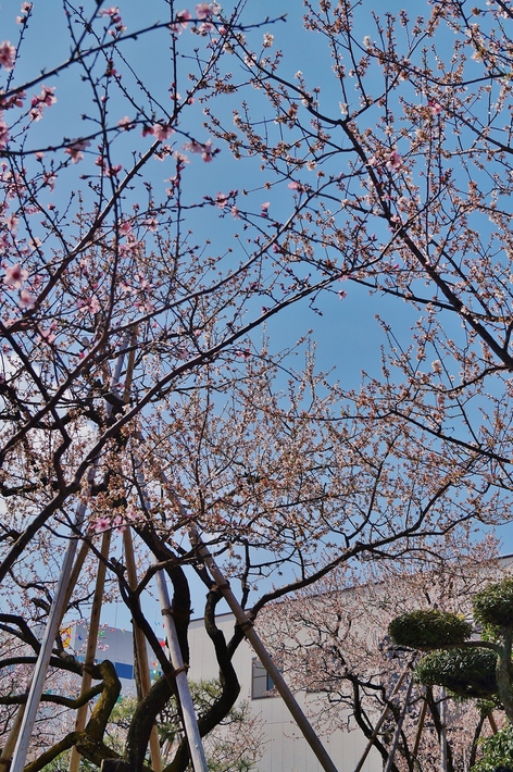 第27回アーモンドフェスティバル_b0063958_9131113.jpg