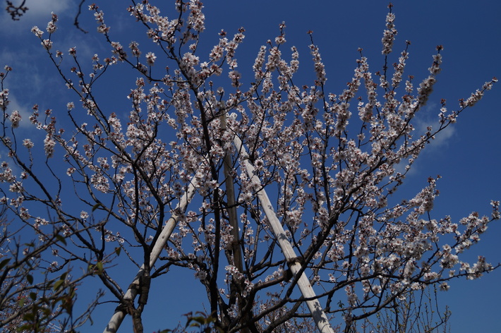 第27回アーモンドフェスティバル_b0063958_9141357.jpg