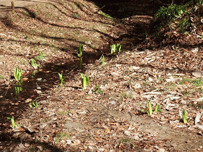 f0140773_10104251.gif