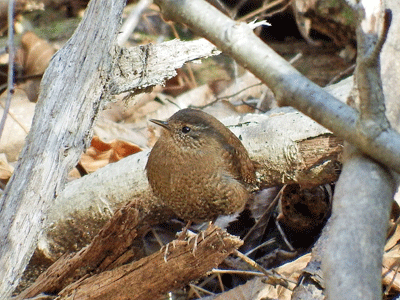 f0140773_10105926.gif