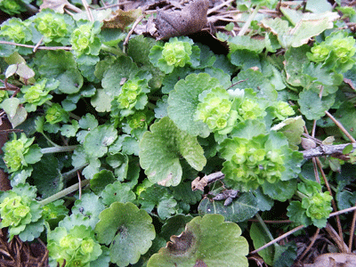 f0140773_10152446.gif