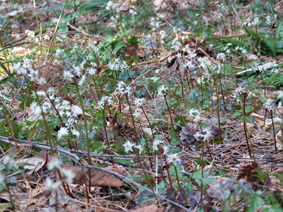 f0140773_10161046.gif