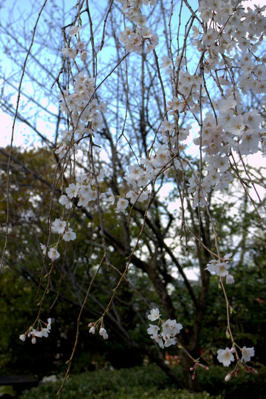 車折の桜_b0122979_01570846.jpg