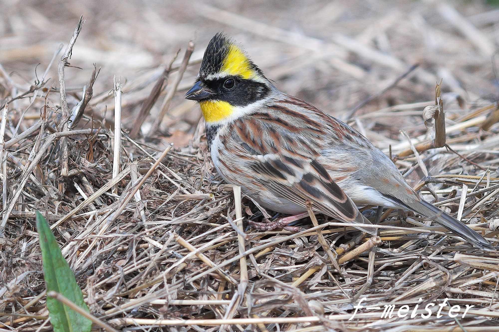 お花がらみのイケメン!　ミヤマホウジロ(3月初旬)_f0254180_23011970.jpg