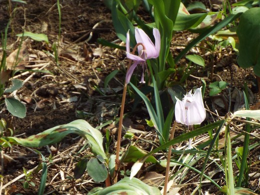 ３月２４日清瀬中里緑地と明治薬科大学_e0145782_13522519.jpg