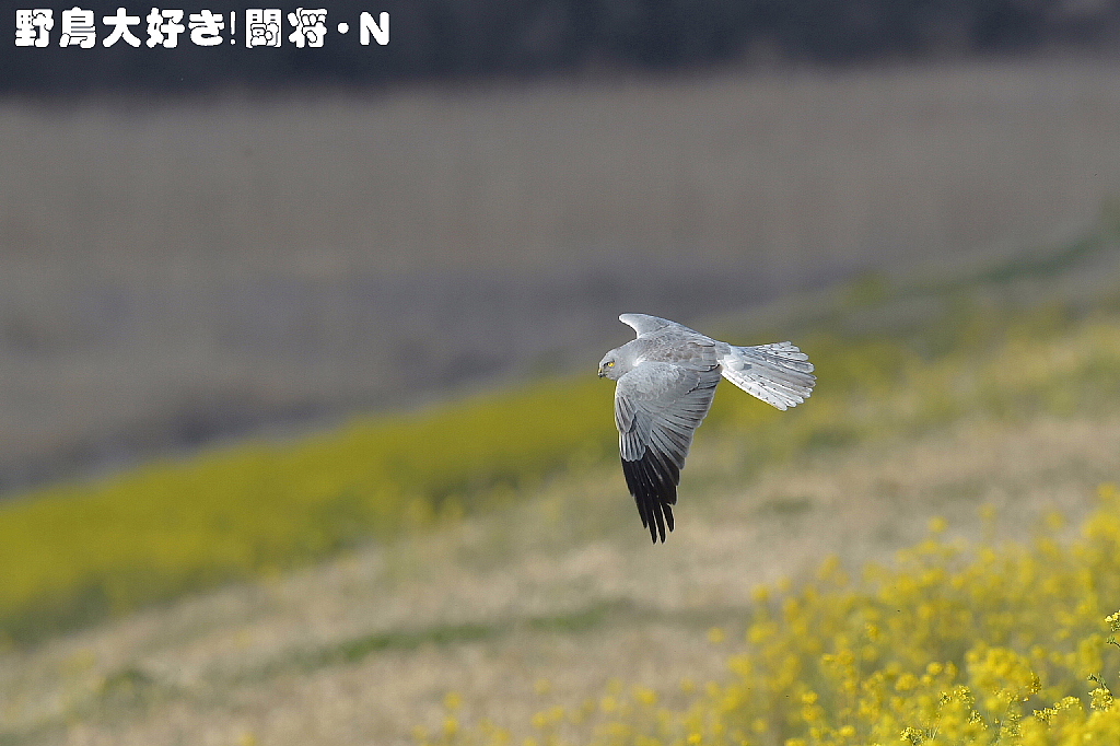 菜の花上空を_f0059882_17374948.jpg