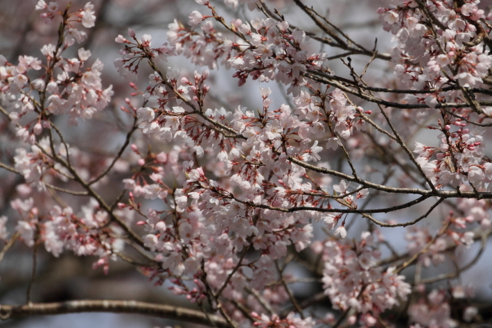 いろいろな桜たち_c0358784_20223405.jpg