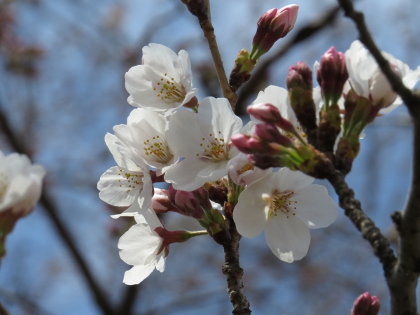 桜の代わりに・・・_f0033598_21333253.jpg