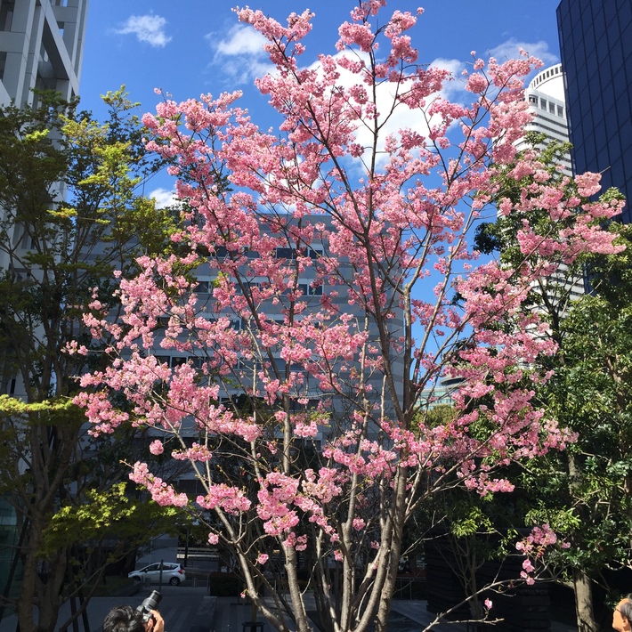 支払調書の訂正、そしてKタワーの緋寒桜とこぶしの花_d0054704_223544.jpg