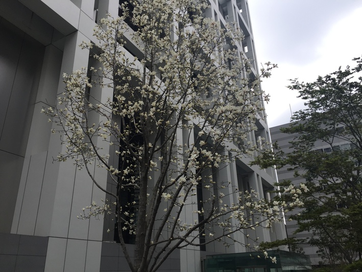 支払調書の訂正、そしてKタワーの緋寒桜とこぶしの花_d0054704_223639100.jpg