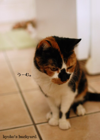 オヤツ・インスペクター_b0253205_03522216.jpg