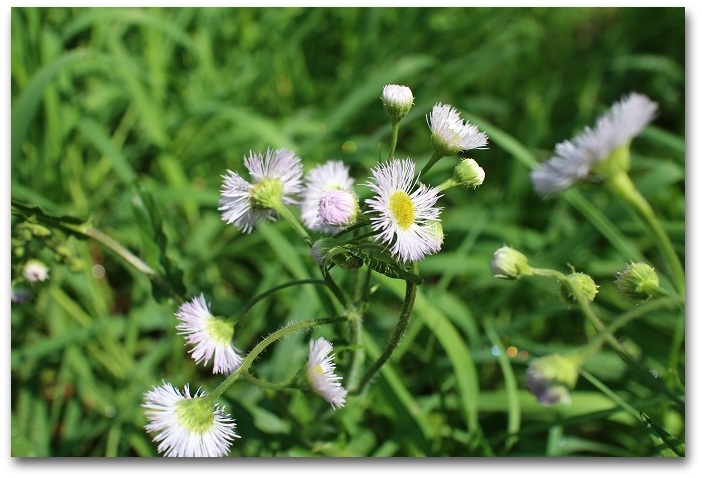 * ハルジオン 流れゆく日々