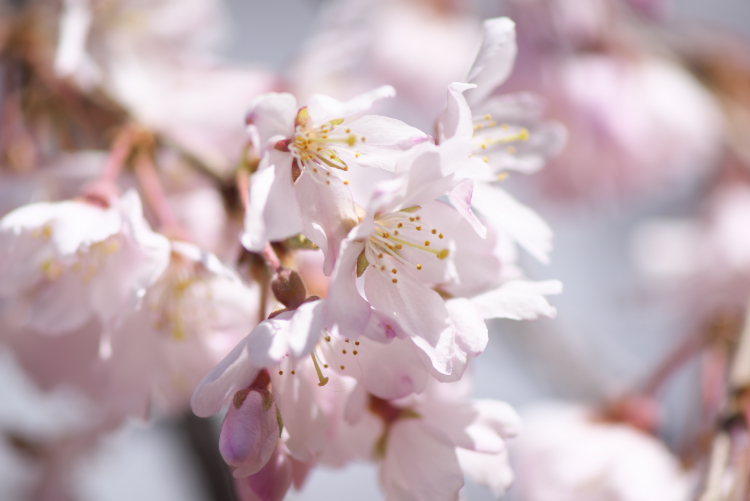新宿御苑の桜の季節の始まり3_a0263109_10511867.jpg