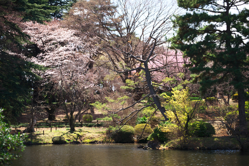 新宿御苑の桜の季節の始まり3_a0263109_1051305.jpg