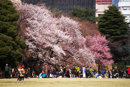 新宿御苑の桜の季節の始まり3_a0263109_10513651.jpg