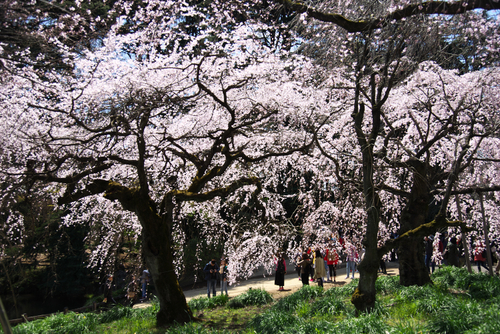 新宿御苑の桜の季節の始まり3_a0263109_1051477.jpg