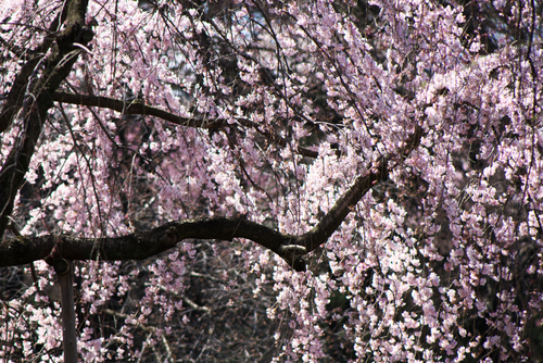 新宿御苑の桜の季節の始まり3_a0263109_1051742.jpg