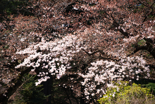 新宿御苑の桜の季節の始まり3_a0263109_1057179.jpg