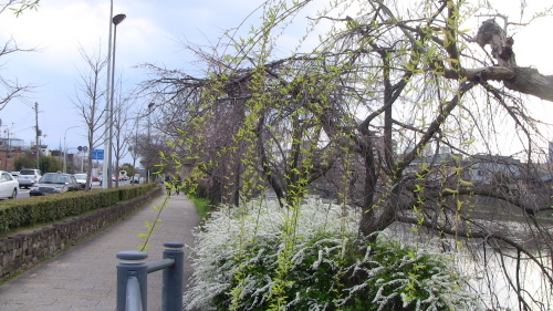 桜を探しに行きました。_e0336009_23011208.jpg