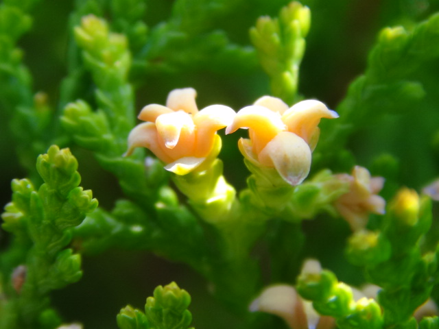 コノテガシワの花 163 27 徳ちゃん便り