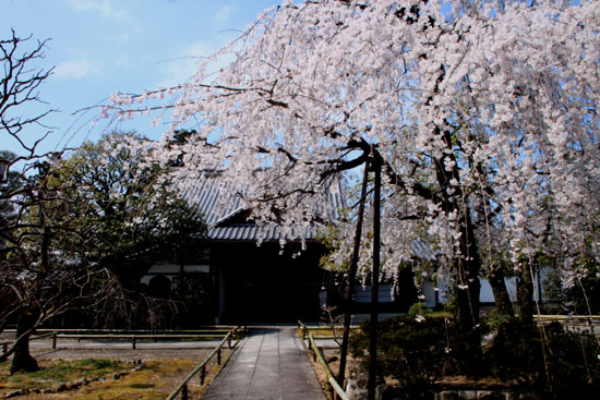 2016桜だより11上品蓮台寺_e0048413_20512011.jpg