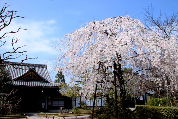 2016桜だより11上品蓮台寺_e0048413_20513459.jpg