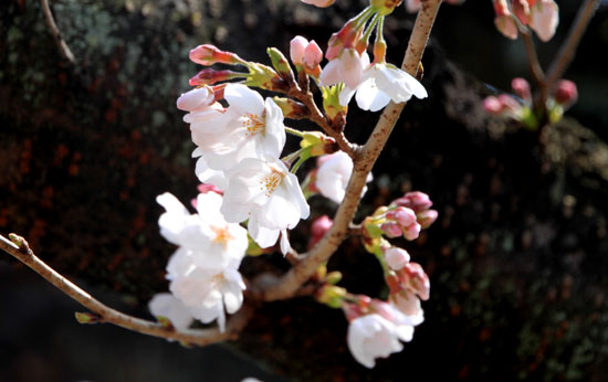 2016桜だより11上品蓮台寺_e0048413_20521953.jpg