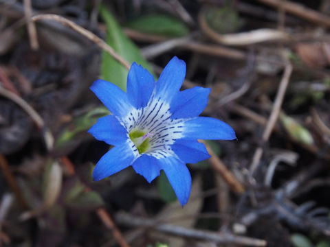 e0293913_9531545.jpg