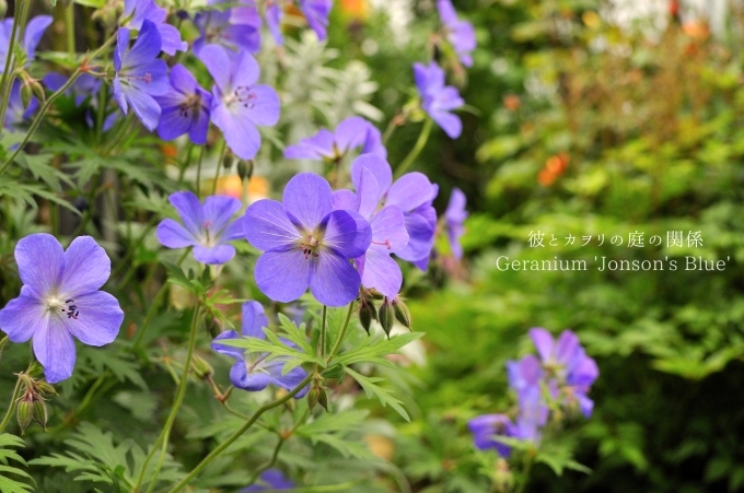 ブログ再開します　Geranium \'Jonson\'s Blue\'_c0365716_19571862.jpg