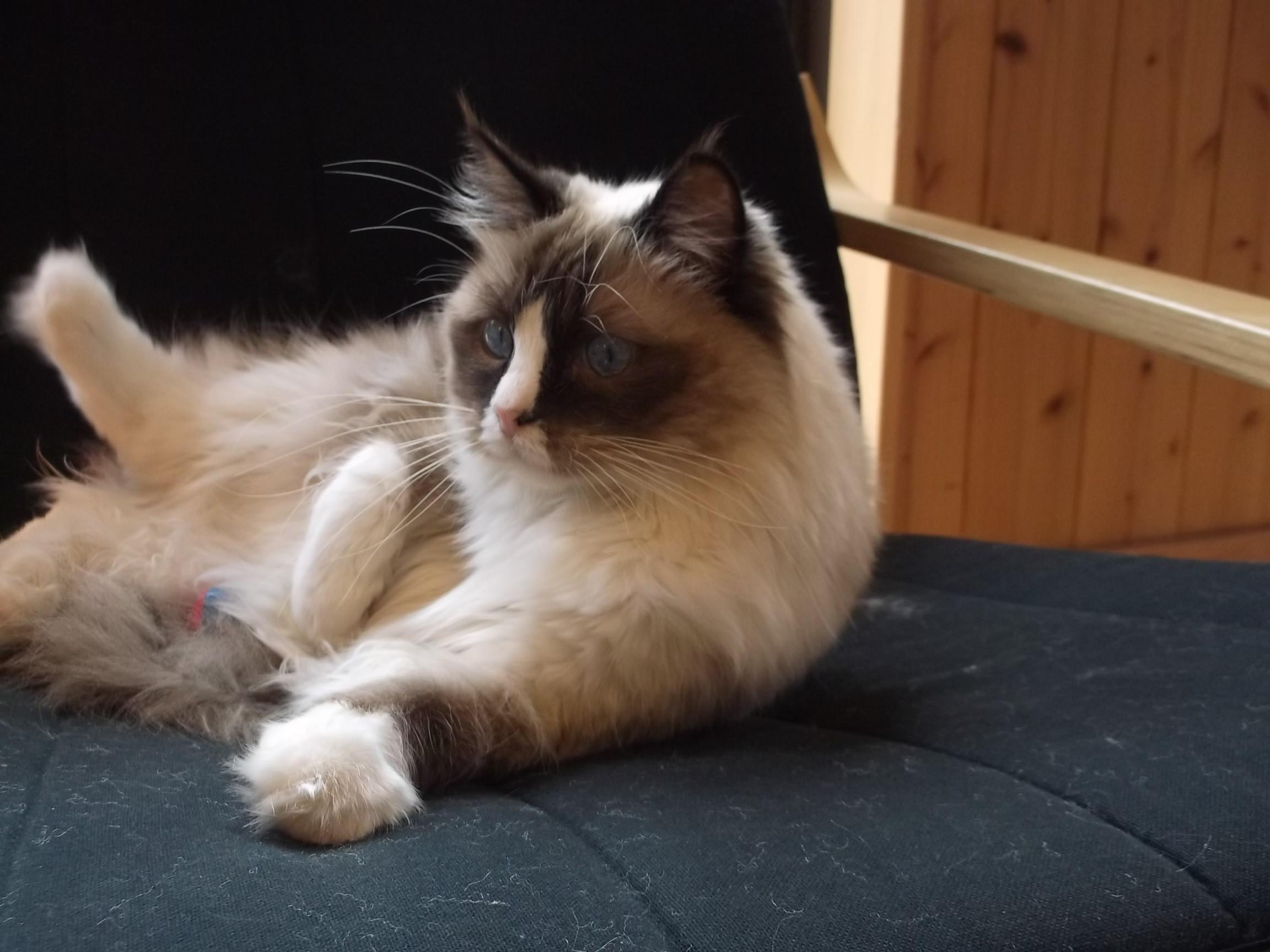 林真理子 不機嫌な果実 シェークスピアの猫 林真理子 不機嫌な果実 シェークスピアの猫