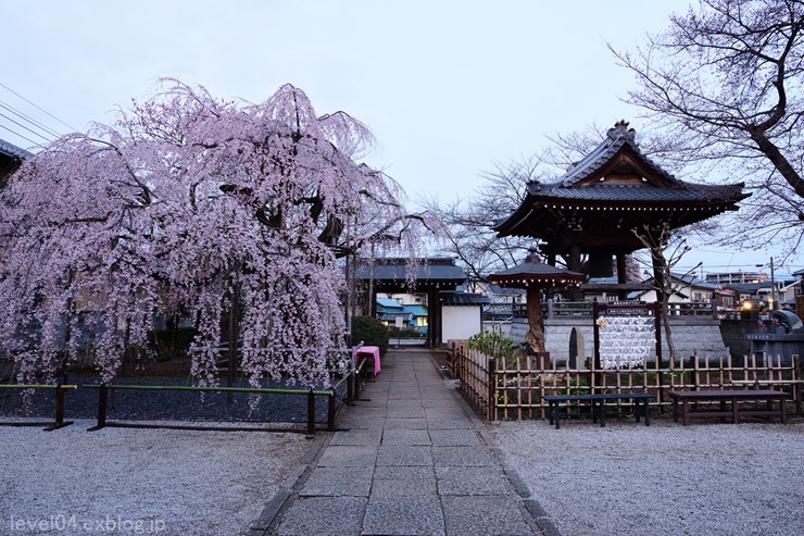 地蔵院 ～枝垂れ桜～ - photograph2