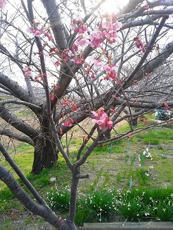 復活　桜観測２０１６（その８）_c0034228_21245052.jpg