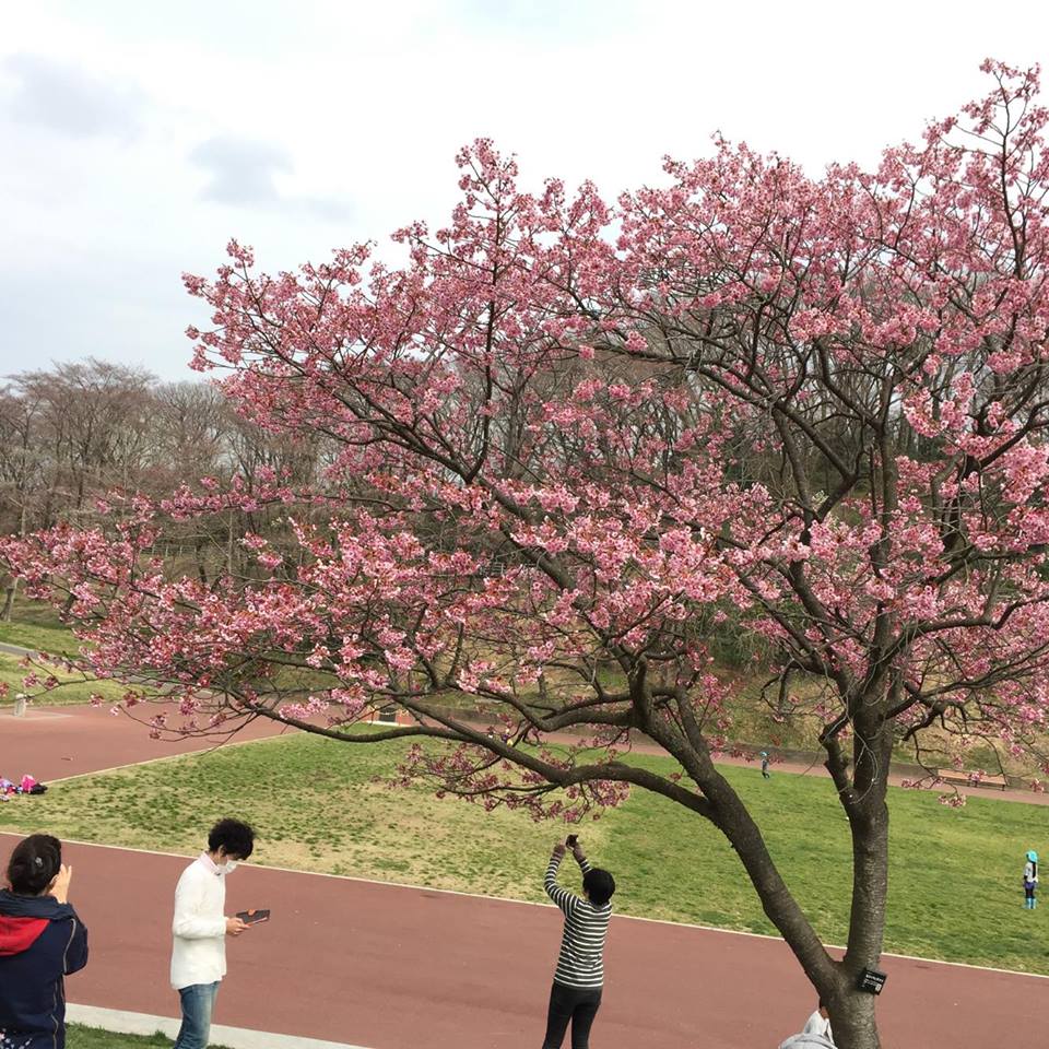 桜_e0170128_20415958.jpg