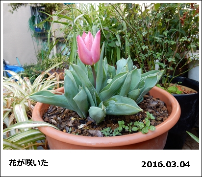 花日記_e0033229_18484266.jpg