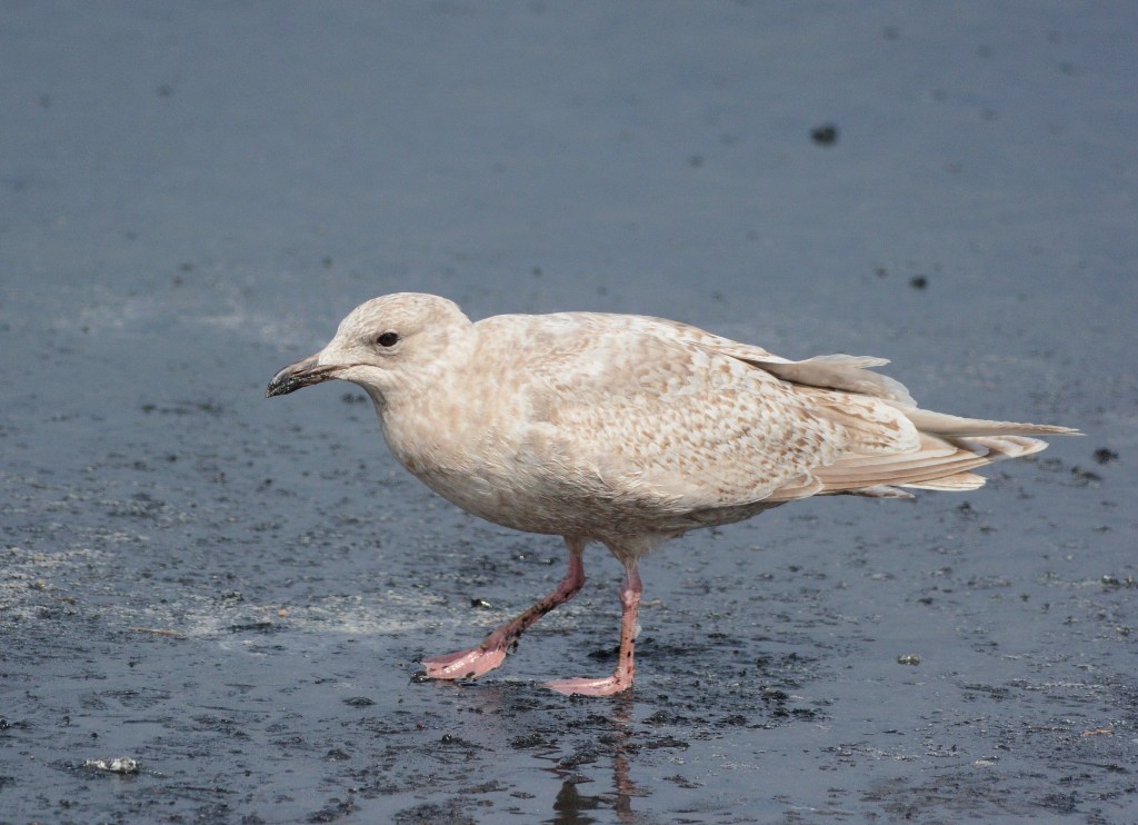 Kumlien\'s Gull_f0350530_22374858.jpg