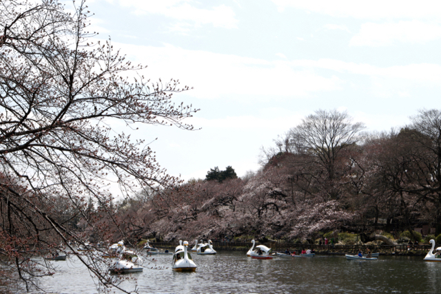 【井の頭恩賜公園】【東京都井の頭自然文化園】_f0348831_21491133.jpg