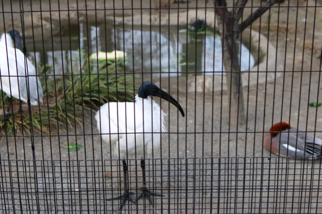 【井の頭恩賜公園】【東京都井の頭自然文化園】_f0348831_21493129.jpg