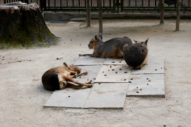 【井の頭恩賜公園】【東京都井の頭自然文化園】_f0348831_21493131.jpg