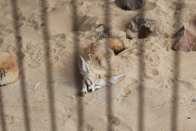 【井の頭恩賜公園】【東京都井の頭自然文化園】_f0348831_21493156.jpg