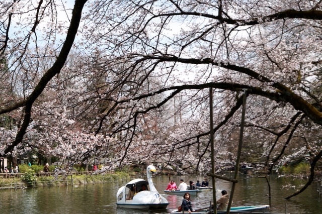 【井の頭恩賜公園】【東京都井の頭自然文化園】_f0348831_21570102.jpg