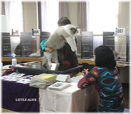 ☆ＴＩＣＡ＆ＧＣＵ25ｔｈ・26ｔｈＣＡＴＳＨＯＷ_c0080132_13155487.jpg