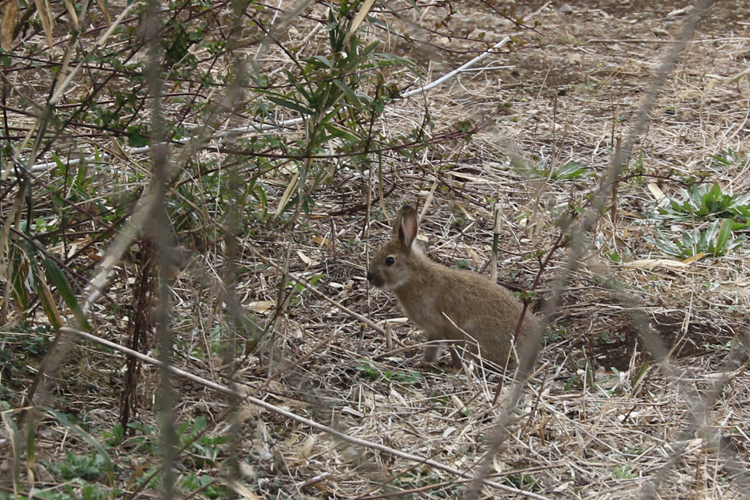 野うさぎクン_a0229634_1327111.jpg