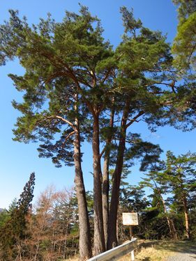 春一番の登山。宇霊羅山に登ろう~太平洋見えた!~_b0206037_17223347.jpg