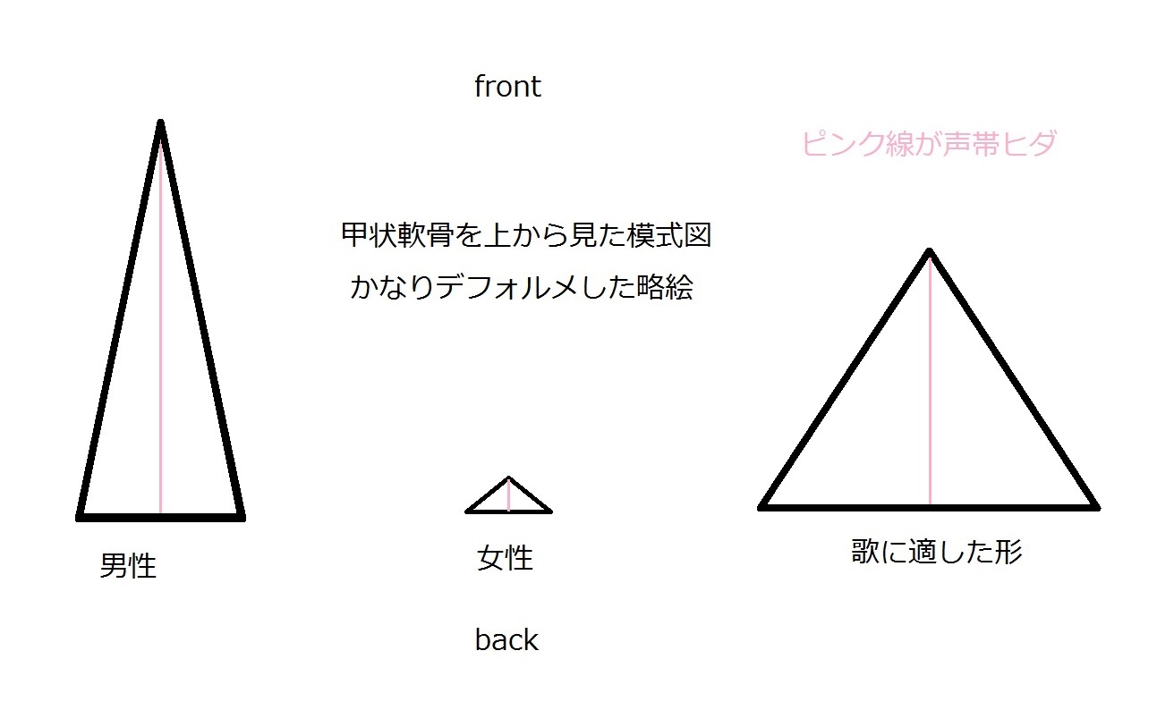 甲状軟骨の男女差_e0146240_12201949.jpg