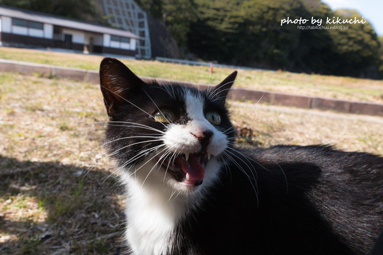 猫島　田代島だっちゃ！　最終回_c0186045_07252276.jpg