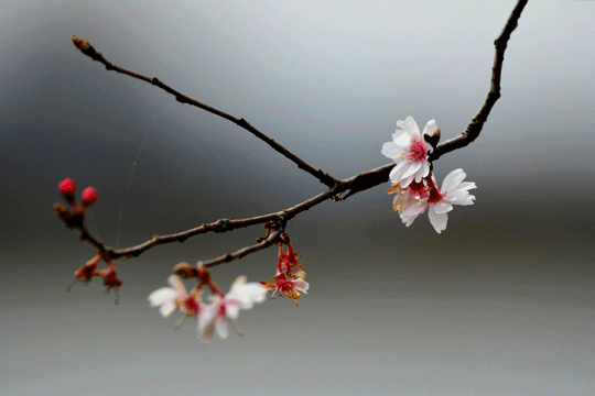 c0093046_951589.gif