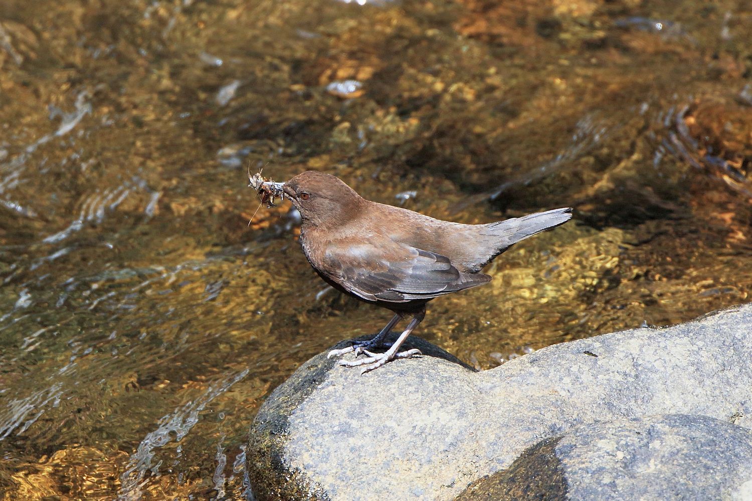 渓流のカワガラス　その２_b0184848_16521240.jpg