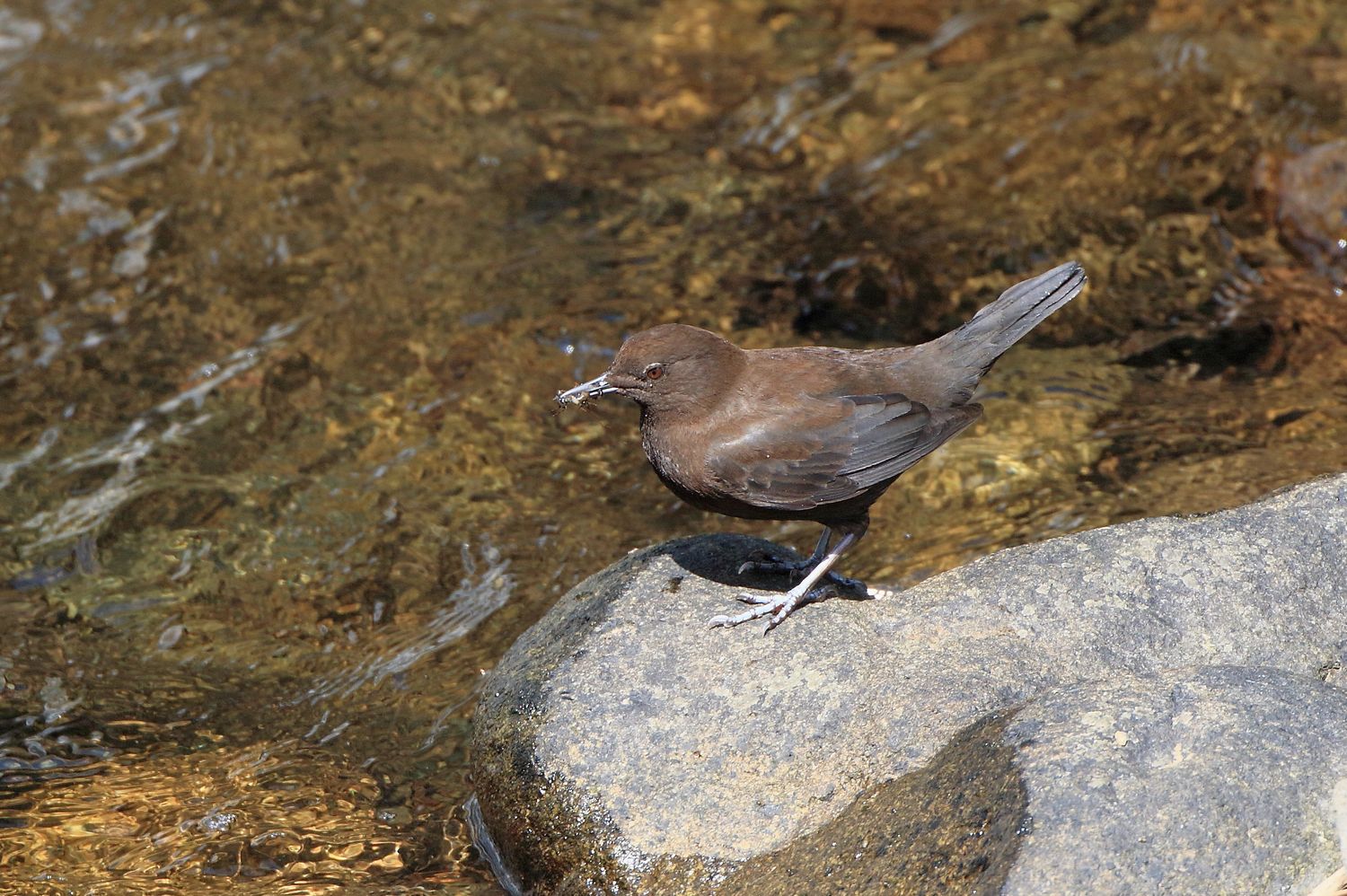 渓流のカワガラス　その２_b0184848_16522226.jpg