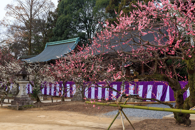 梅咲き乱れる北野天満宮_f0155048_22192719.jpg